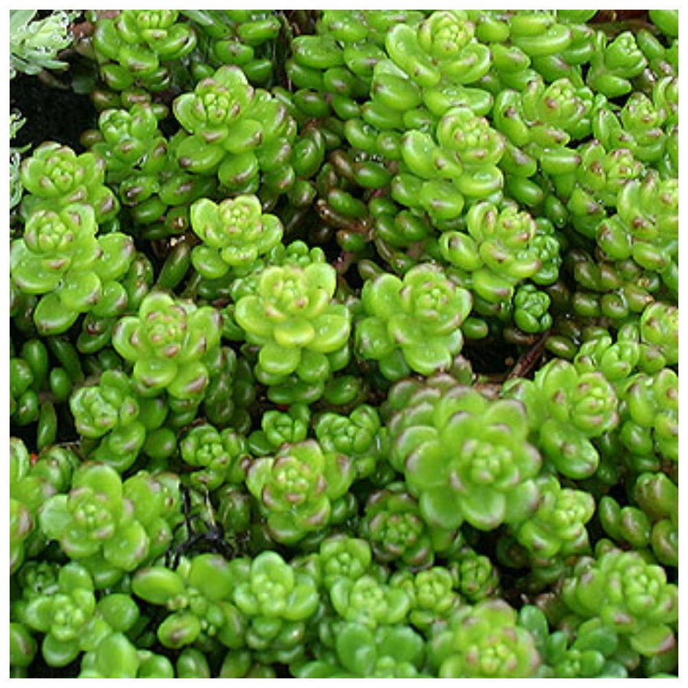 Очиток (седум) № 4 Мурале
Очиток (седум) № 4 Мурале