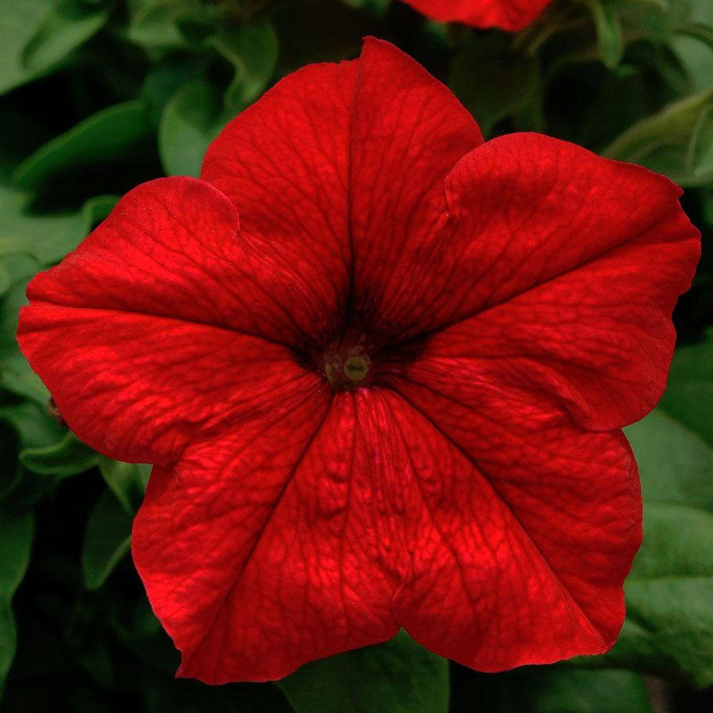 Петуния низкорослая крупноцветковая в горшку 8см - petunia limbo Red (Лимбо Ред) красная
Петуния низкорослая крупноцветковая в горшку 8см - petunia limbo Red (Лимбо Ред) красная