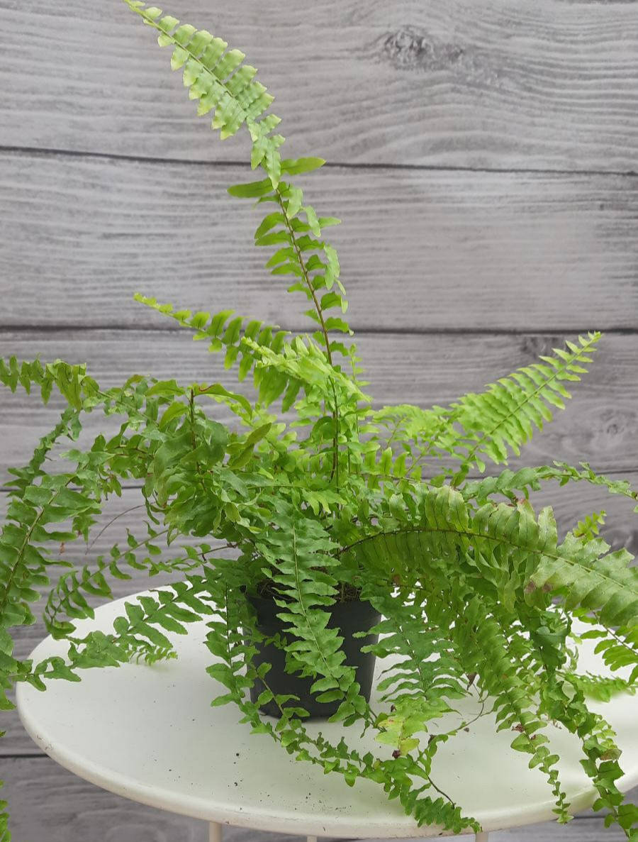 Папоротник
Папоротник