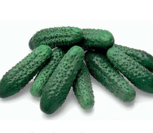 Огурец Акорд F1 20 семян, пчелоопыляемый (Bejo Zaden)
Огурец Акорд F1 20 семян, пчелоопыляемый (Bejo Zaden)