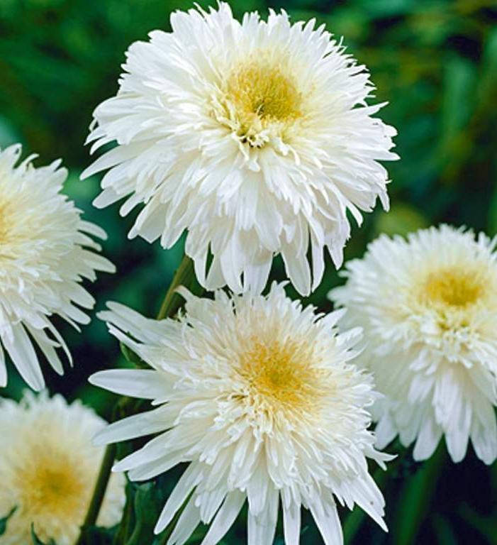 Ромашка Фиона (Fiona), контейнер 0,5 л
Ромашка Фиона (Fiona), контейнер 0,5 л