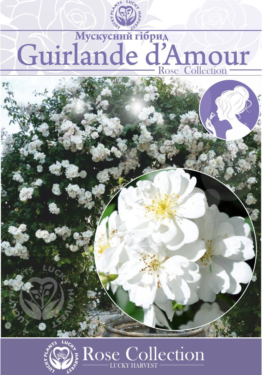 Саженцы Плетистых и Вьющихся роз " Guirlande de Amour" ( Гирлянда дэ Амур) ТМ LUCKY HARVEST. Возраст 2+
Саженцы Плетистых и Вьющихся роз " Guirlande de Amour" ( Гирлянда дэ Амур) ТМ LUCKY HARVEST. Возраст 2+