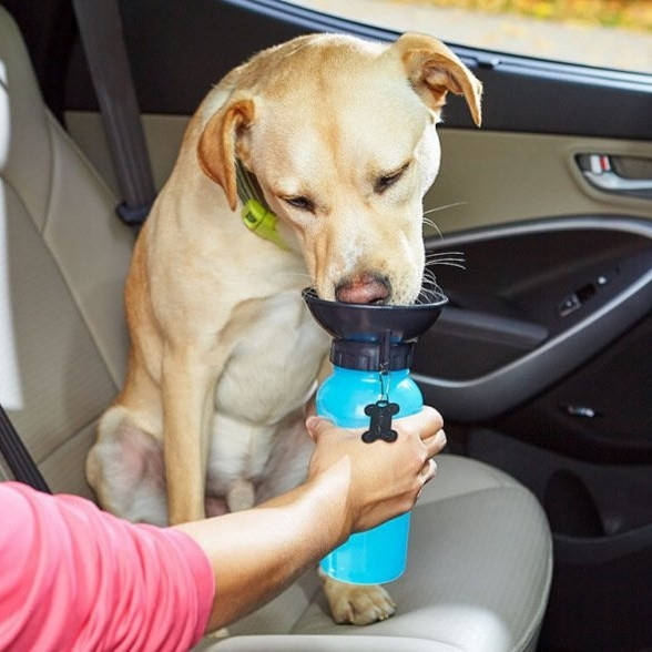 Дорожная поилка для собак Бутылочка воды для животных кошек на улице Aqua Dog Bottle 550 мл синяя Живые фото, Голубой
Дорожная поилка для собак Бутылочка воды для животных кошек на улице Aqua Dog Bottle 550 мл синяя Живые фото, Голубой