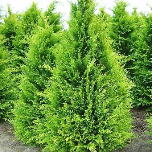 Лавсона Стардаст 4-х літка, Кипарисовик Лавсона Стардаст, Chamaecyparis lawsoniana Stardust
Лавсона Стардаст 4-х літка, Кипарисовик Лавсона Стардаст, Chamaecyparis lawsoniana Stardust