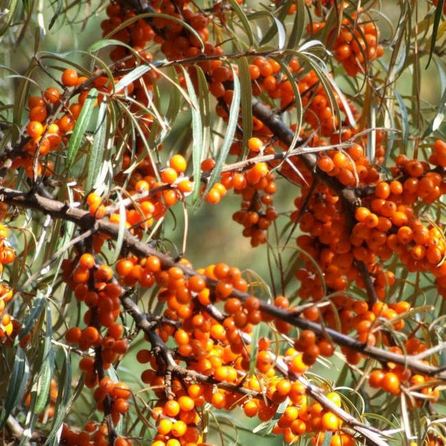 Саженец облепихи ДОМАШНЯЯ - 1-летний
Саженец облепихи ДОМАШНЯЯ - 1-летний