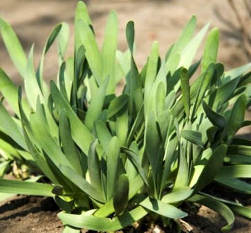 Декоративный лук (поникающий)
Декоративный лук (поникающий)