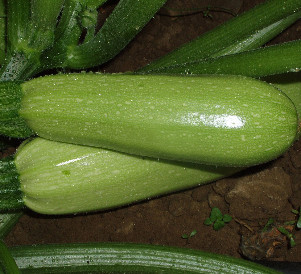 Кабачок Алия F1 | Aliya F1 Clause 5 шт
Кабачок Алия F1 | Aliya F1 Clause 5 шт