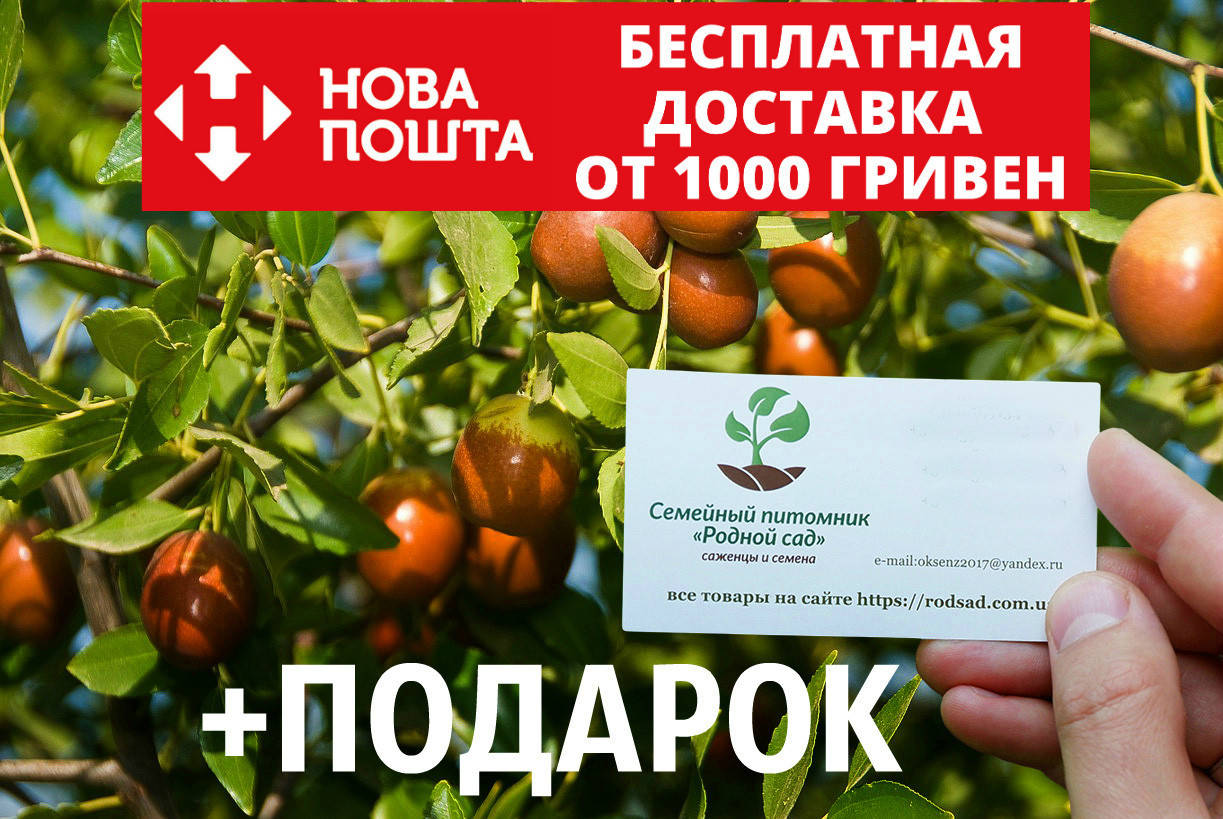 Зизифус семена (10 штук) для саженцев, унаби китайский морозостойкий финик, жожоба + инструкции + подарок
Зизифус семена (10 штук) для саженцев, унаби китайский морозостойкий финик, жожоба + инструкции + подарок