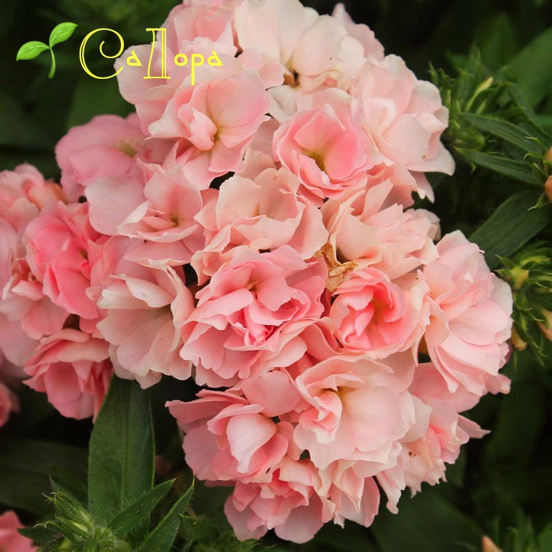 Флокс Шанель (Chanel) 
Флокс Шанель (Chanel)