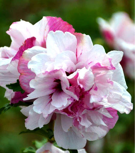 Гибискус сирийский махровый "Френч Кабаре Пастель " \ Hibiscus syriacus ( саженцы 2 года)
Гибискус сирийский махровый "Френч Кабаре Пастель " \ Hibiscus syriacus ( саженцы 2 года)