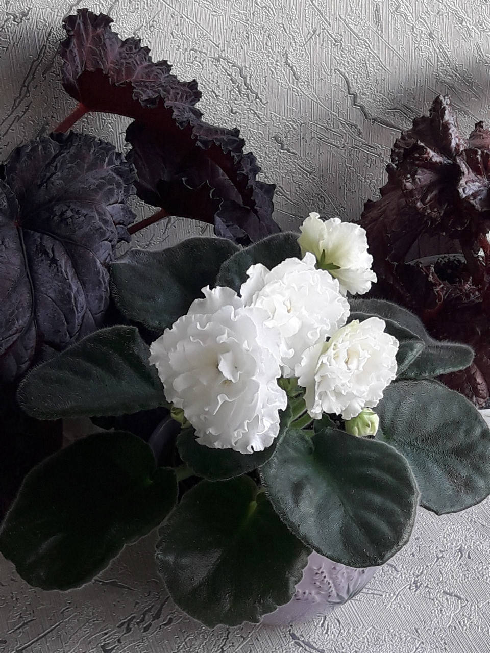 Фиалка Ек-Свадьба цветущая 150, лист 25, детка 40
Фиалка Ек-Свадьба цветущая 150, лист 25, детка 40