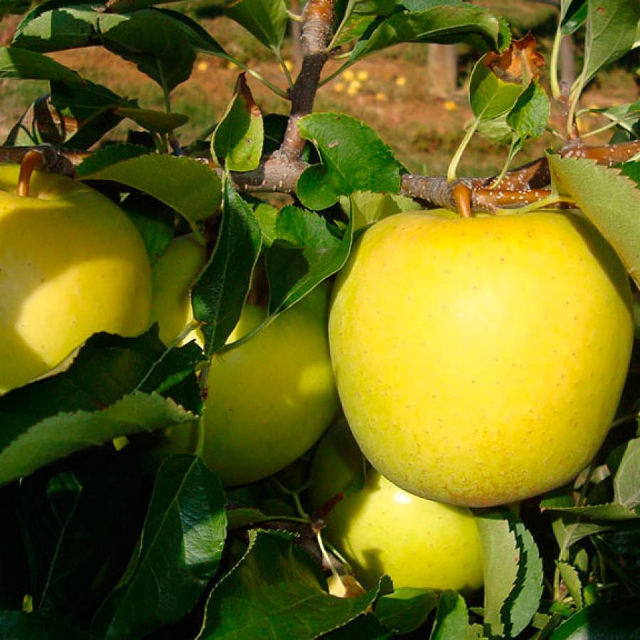 Саженцы яблони «ГОЛДЕН ДЕЛИШЕС РАЙНДЖЕРС». Сорт среднего созревания плодов.
Саженцы яблони «ГОЛДЕН ДЕЛИШЕС РАЙНДЖЕРС». Сорт среднего созревания плодов.