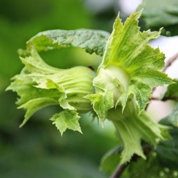 Саженцы фундука «Трапезунд» - 3-летний 
Саженцы фундука «Трапезунд» - 3-летний