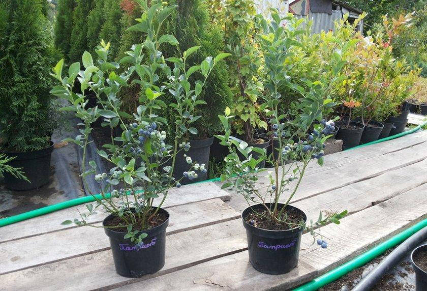 Лохина високоросла Duke 3 річна (РАННІЙ СОРТ), Голубика высокорослая Дюк, Vaccinium corymbosum Duke
Лохина високоросла Duke 3 річна (РАННІЙ СОРТ), Голубика высокорослая Дюк, Vaccinium corymbosum Duke