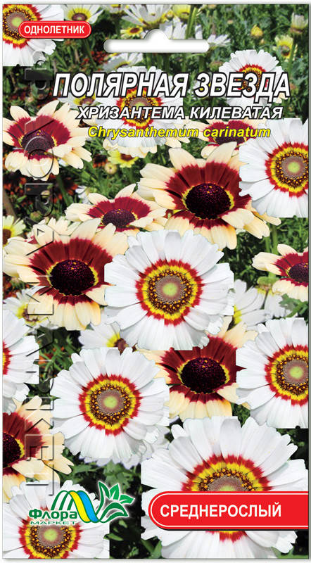 Хризантема килеватая Полярная звезда, Белый
Хризантема килеватая Полярная звезда, Белый
