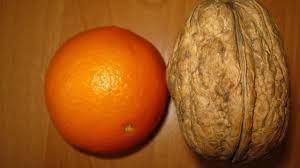 Греческий орех Великан однолетний
Греческий орех Великан однолетний