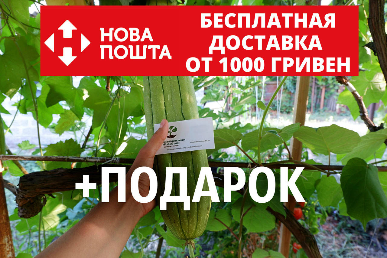 Люффа семена (20 штук) (Luffa, луффа, натуральная мочалка, тыква мочалочная, губка растительная) + инструкции
Люффа семена (20 штук) (Luffa, луффа, натуральная мочалка, тыква мочалочная, губка растительная) + инструкции