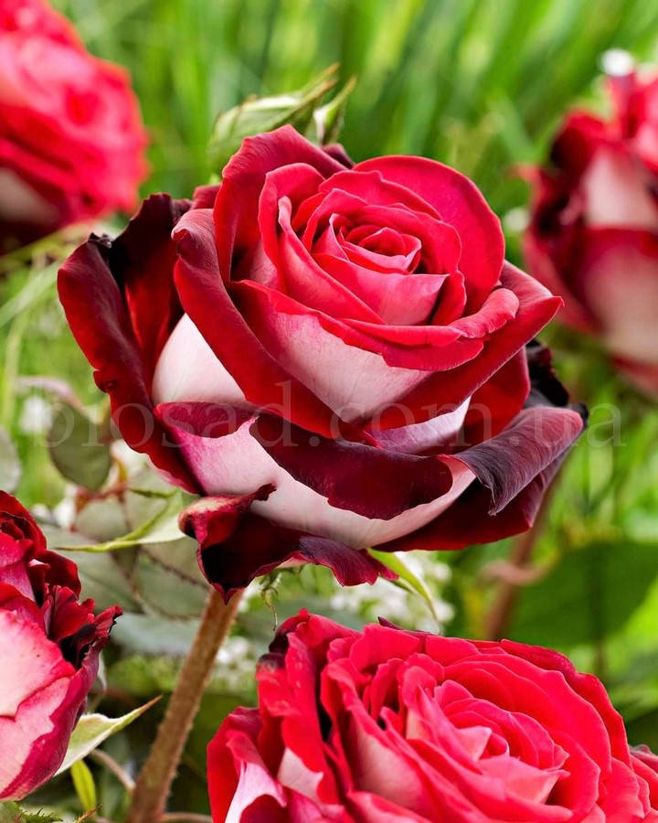 Роза Латин Леди (Latin Ledi), саженец высшего класса АА+
Роза Латин Леди (Latin Ledi), саженец высшего класса АА+