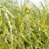 Семена донника Буркун желтый и белый
Семена донника Буркун желтый и белый