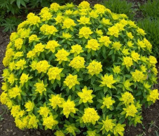 Молочай многоцветный
Молочай многоцветный