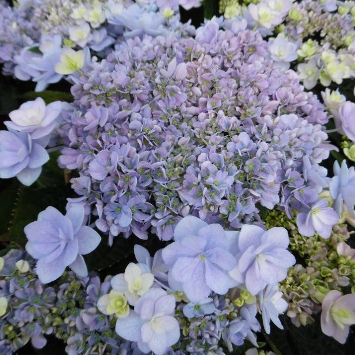Саженцы Гортензии крупнолистной Ю энд Ми Форевер (Hydrangea macrophylla You & Me Forever)
Саженцы Гортензии крупнолистной Ю энд Ми Форевер (Hydrangea macrophylla You & Me Forever)