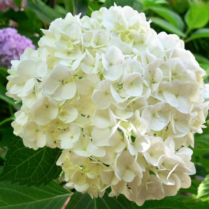 Саженцы Гортензии крупнолистной Соер Терез / Сестра Тереза (Hydrangea macrophylla Soeur Therese)
Саженцы Гортензии крупнолистной Соер Терез / Сестра Тереза (Hydrangea macrophylla Soeur Therese)