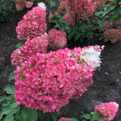 Гортензия метельчатая Строберри Блоссом / Hydrangea paniculata «Living Strawberry Blossom» ЗКС 1,5-2
Гортензия метельчатая Строберри Блоссом / Hydrangea paniculata «Living Strawberry Blossom» ЗКС 1,5-2