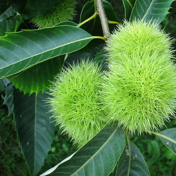 Саженцы каштана съедобного (castanea sativa) 1 летние, конт. P9 
Саженцы каштана съедобного (castanea sativa) 1 летние, конт. P9
