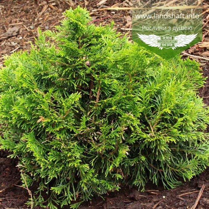 Thuja plicata 'Eschrich's Grune Kugel', Туя складчата 'Ешріхс Грюне Кугел',P9 - горщик 9х9х9
Thuja plicata 'Eschrich's Grune Kugel', Туя складчата 'Ешріхс Грюне Кугел',P9 - горщик 9х9х9