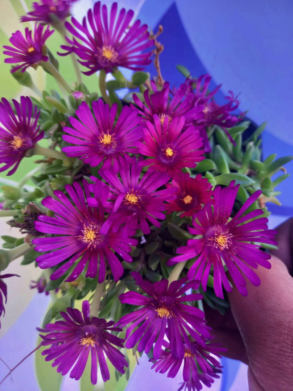 Делосперма Санделла Неон \ Delosperma Sundella Neon ( саженцы )
Делосперма Санделла Неон \ Delosperma Sundella Neon ( саженцы )