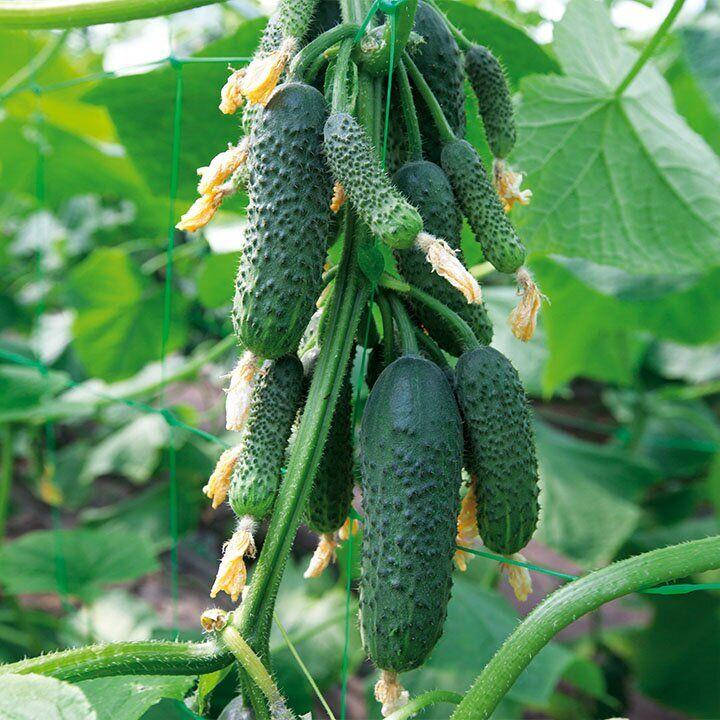 KS 90 (НИБОРИ) F1 250 шт Kitano Seeds Огірок Самозапильний Насіння (Огурец Самоопыляемый Семена)
KS 90 (НИБОРИ) F1 250 шт Kitano Seeds Огірок Самозапильний Насіння (Огурец Самоопыляемый Семена)