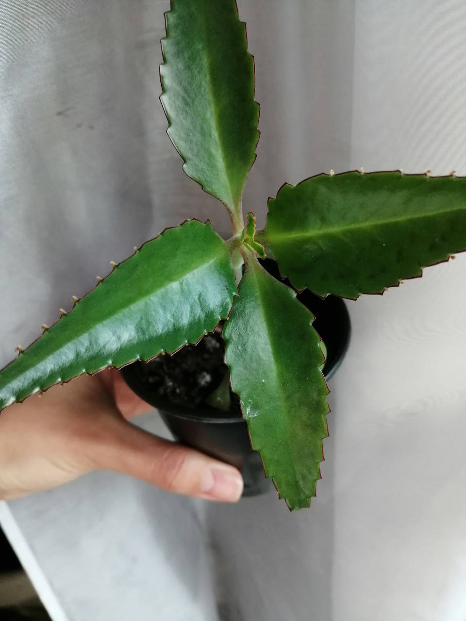 Каланхоэ Дегремона или живородящее каланхоэ (Kalanchoe daigremontiana), молодое растение
Каланхоэ Дегремона или живородящее каланхоэ (Kalanchoe daigremontiana), молодое растение