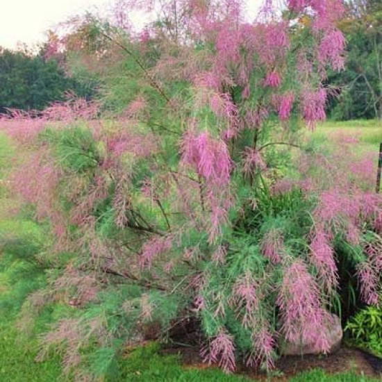 Тамарикс, ЗКС в горшках 0.8 л
Тамарикс, ЗКС в горшках 0.8 л