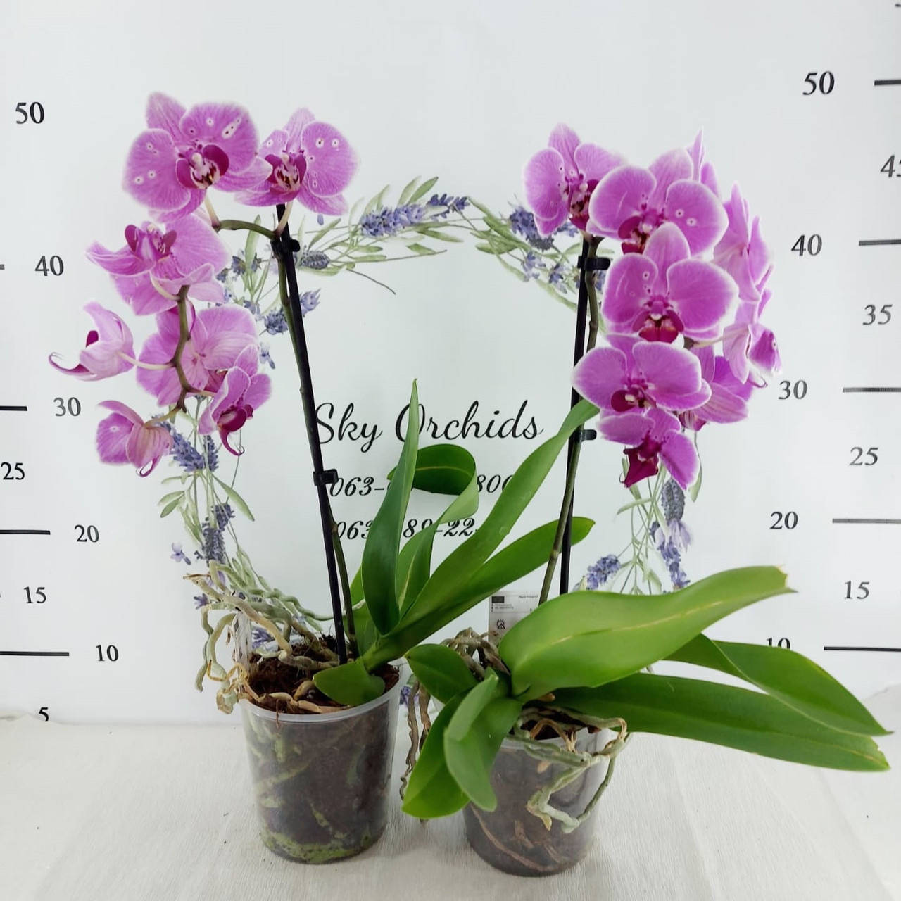 Орхидея, каскадного типа, Фиолетовый
Орхидея, каскадного типа, Фиолетовый