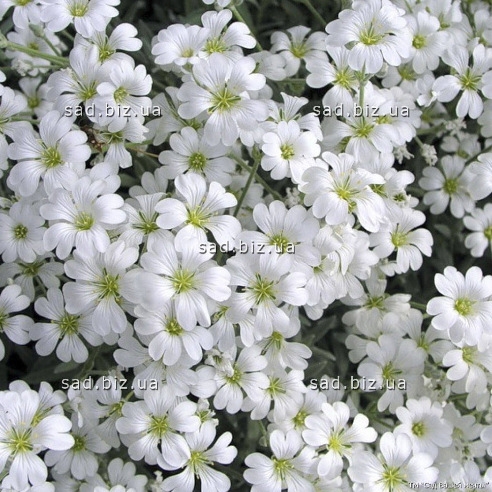 Ясколка войлочная. Контейнер 1,5 л
Ясколка войлочная. Контейнер 1,5 л