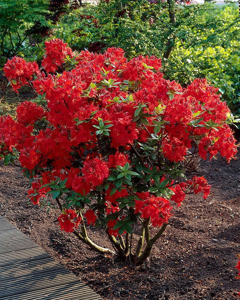 Рододендрон листопадний Nabucco 2 річний, Рододендрон листопадный Набукко, Rhododendron Nabucco
Рододендрон листопадний Nabucco 2 річний, Рододендрон листопадный Набукко, Rhododendron Nabucco