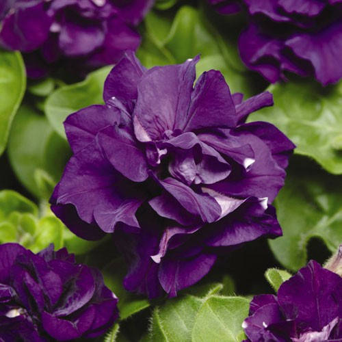 Семена Петуния махровая мультифлора Дуо F1 Синяя 200 семян Pan American, Синий
Семена Петуния махровая мультифлора Дуо F1 Синяя 200 семян Pan American, Синий