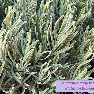 Лаванда Платинум блонд, Lavandula Platinum blond
Лаванда Платинум блонд, Lavandula Platinum blond