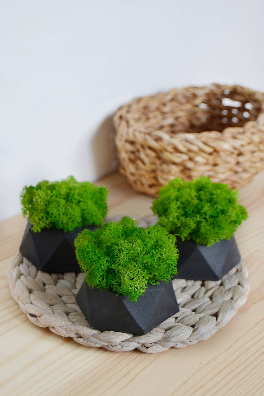 Стабилизированный мох в бетонных кашпо , набор 3шт.
Стабилизированный мох в бетонных кашпо , набор 3шт.