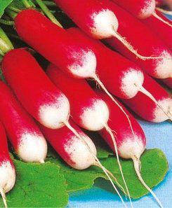 Семена редиса Французкий завтрак (имп) 
Семена редиса Французкий завтрак (имп)