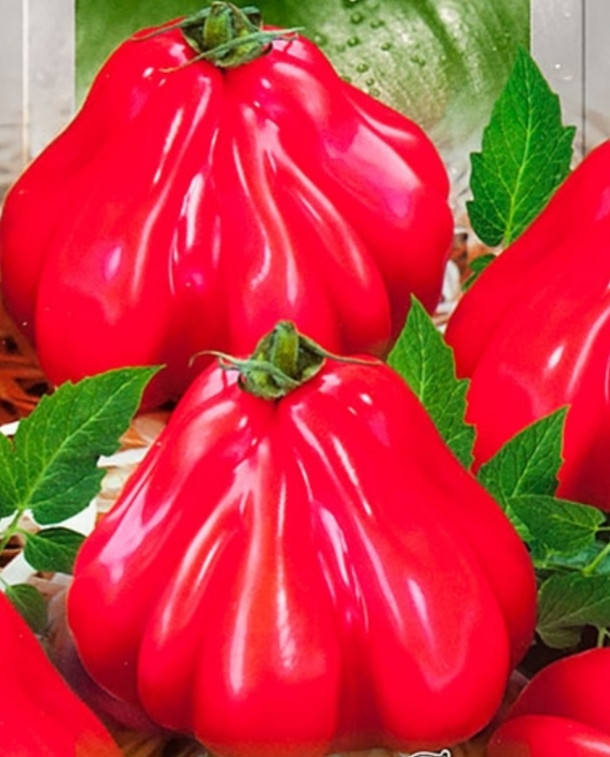 Семена томата Шарпей розовый
Семена томата Шарпей розовый