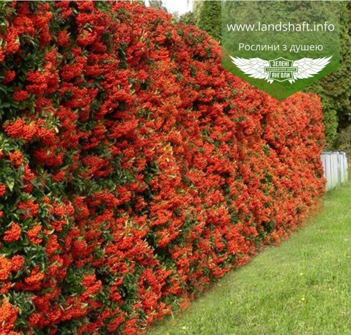 Pyracantha coccinea 'Red Column', Піраканта яскраво-червона 'Ред Колумн',P9 - горщик 9х9х9
Pyracantha coccinea 'Red Column', Піраканта яскраво-червона 'Ред Колумн',P9 - горщик 9х9х9