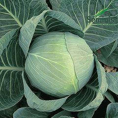 Семена Капуста белокочанная поздняя Мегатон F1 поштучно 20 семян Bejo Zaden
Семена Капуста белокочанная поздняя Мегатон F1 поштучно 20 семян Bejo Zaden