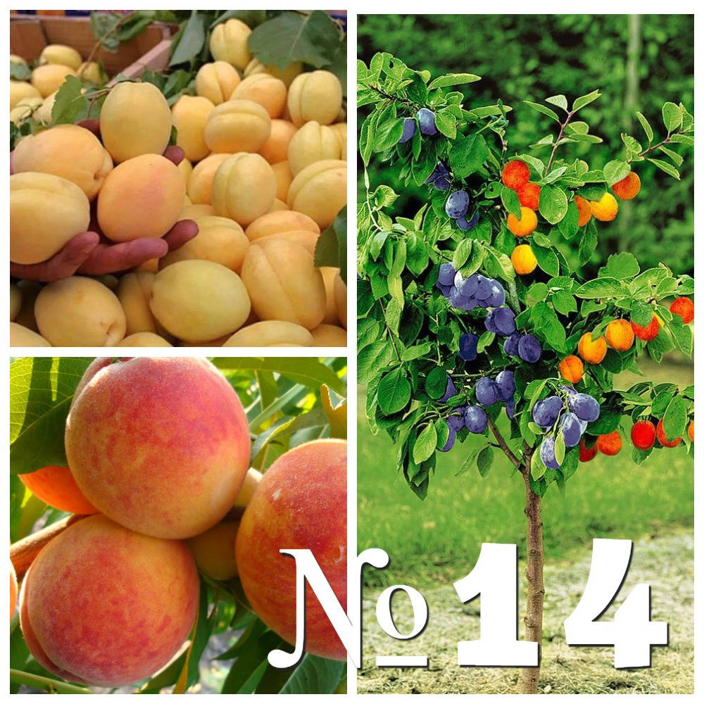 Саженец дерево-сад Ананасный+Редхейвен (абрикос+персик)
Саженец дерево-сад Ананасный+Редхейвен (абрикос+персик)