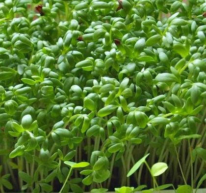 Кресс-салат - семена 1 г
Кресс-салат - семена 1 г