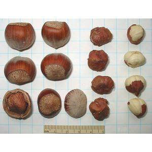 Саженцы фундука БАРСЕЛОНСКИЙ (двухлетний) 
Саженцы фундука БАРСЕЛОНСКИЙ (двухлетний)