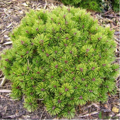 Сосна гірська Мопс (20-25 см) / Сосна горная Мопс / Pinus mugo Mops
Сосна гірська Мопс (20-25 см) / Сосна горная Мопс / Pinus mugo Mops