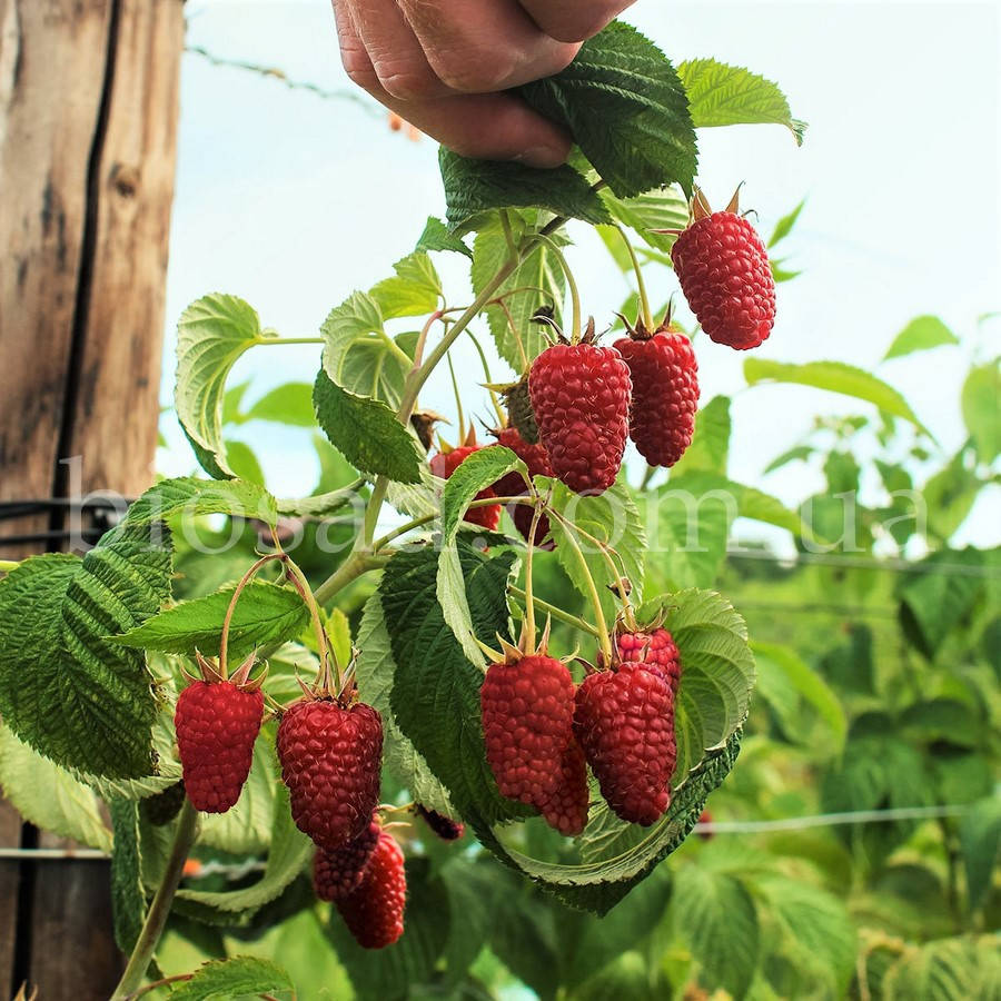 Малиновое дерево Богатырь
Малиновое дерево Богатырь