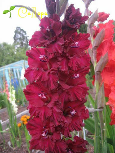 Гладиолус Памяти В.Н.Царёва
Гладиолус Памяти В.Н.Царёва