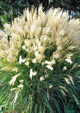 Мискантус китайский Грацилимус \ Miscanthus sinensis Gracillimus ( саженцы С3л )
Мискантус китайский Грацилимус \ Miscanthus sinensis Gracillimus ( саженцы С3л )